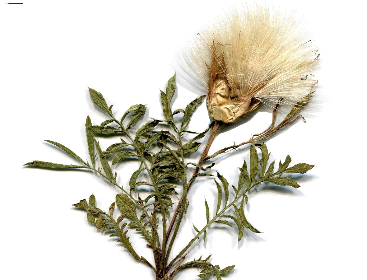Carthamus mitissimus (Asteraceae)
